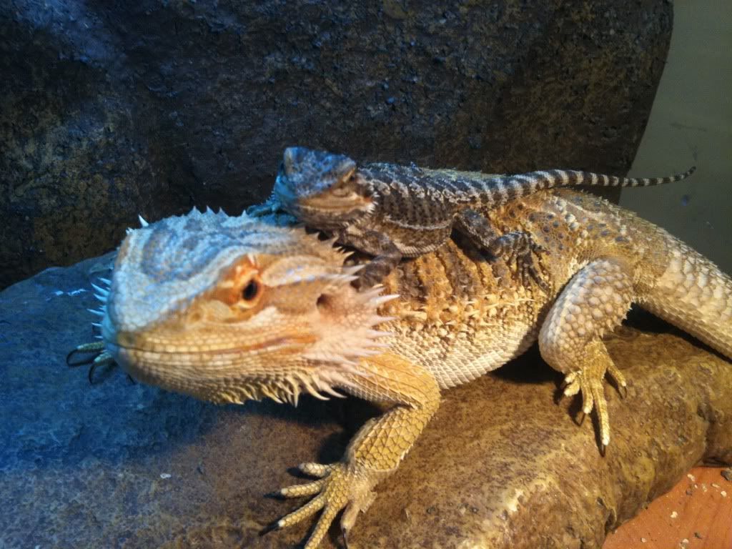 2 x Bearded Dragons & 1 x Male Green Iguana Reptile Forums